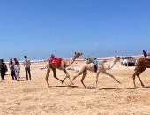 313 جملاً تشارك فى سباق العريش بمناسبة العيد القومي لمحافظة شمال سيناء