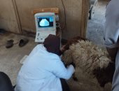 قافلة بيطرية مجانية للكشف على الماشية بقرية حجازة قبلى فى قنا
