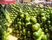 "حَمار وحلاوة".. البطيخ يتلألأ فى سوق بنها العمومى بالقليوبية.. سباق فى المزادات للحصول على أجود الأصناف.. وتجار: الجيزة الأجود والسكاتا فى المرتبة الثانية.. ويؤكدون: موسم الكل بيرزق فيه من فضل الله.. فيديو