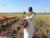 البصل الأحمر نور الغيطان..فرحة أهالى الدقهلية بموسم الحصاد