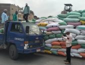 توريد 28 ألفًا و394 طن قمح في كفر الشيخ