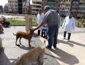 بيطرى الأقصر يحصن الكلاب الحرة بميدان أبو الحجاج ضد السعار لحماية المواطنين.. صور