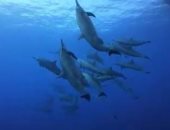 شاطئ اللؤلؤ بأبحر الشمالية فى جدة.. وجهة بحرية تجمع بين الجمال والأنشطة الترفيهية