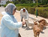 الطب البيطري بالإسماعيلية يحصن الكلاب الضالة ضد مرض السعار
