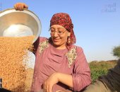 الليله عيد.. موسم حصاد القمح يرسم البسمة على وجوه الفلاحين