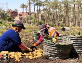 رزق اليومية الحلال.. قصص بطولية من قلب الأرض للمرأة الريفية.. يعملن بالأجرة لإعالة أسرهن ويصنعن المجد من عرق الجبين.. يواصلن العمل بكرامة لا تساوم.. ويؤكدن: شقيانين وعنينا مليانة وشيلنا المسئولية زى الراجل