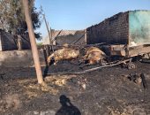 نفوق 12 رأس ماشية وحصان فى حريق حظيرة مواشى عشوائية فى طوخ