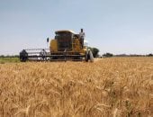 الذهب الأصفر فى حقول مصر.. استخدام الميكنة الزراعية فى حصاد القمح