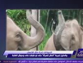 أحمد فايق: تجارب العلماء أثبتت أن بعض الحيوانات لديها إدراك ذاتي بشكلها