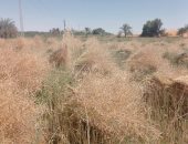 نجاح زراعة محصول الكانولا بالوادى الجديد تحت إشراف قطاع الزراعة لإنتاج أفضل زيوت الطعام الصحية.. حقول إرشادية لاختبار أجود البذور بإنتاجية تصل إلى 1500 كيلو للفدان.. وخطة للتوسع فى زراعة المحصول.. صور