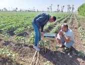 "الزراعة" تشكل لجانا لمتابعة زراعات القطن فى مركز أسيوط