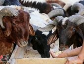 قبل عيد الأضحى.. التموين تطرح لحوما وسلعا بأسعار مخفضة وتعلن أماكن البيع.. فيديو