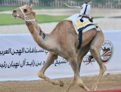 الهجن الإماراتية والخليجية تتسابق على المجد فى ميدان الوثبة بأبوظبى.. صور