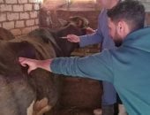 محافظ الدقهلية تحصين 202 ألف رأس ماشية ضد الحمى القلاعية والوادى المتصدع
