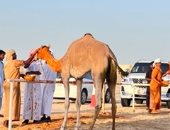 الزعفران.. ذهب عطرى من التراث يزين رؤوس الهجن الفائزة بسباقات الإمارات.. صور وفيديو