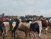 فاضل 20 يوم على عيد الأضحى.. اعرف أنواع العجول فى سوق العامرية بالإسكندرية