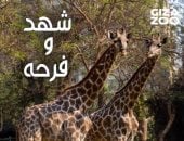 حديقة الحيوان بالجيزة تحتفل بعيد ميلاد الزرافتين شهد وفرحة