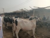 صندوق التأمين على الثروة الحيوانية يطلق قافلة بيطرية لدعم صغار المربين بالبحيرة