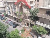 شكاوى من قطع الأشجار فى شارع إيران بالدقي.. صور