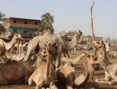 انتعاشة فى سوق الجمال بمدينة دراو بأسوان قبل عيد الأضحى.. "اليوم السابع" فى جولة بـ"الكرنتينا" أول محطة للإبل القادمة من السودان.. التجار يوضحون أفضل أنواع الأضاحى.. ويؤكدون: الأسعار مقبولة.. فيديو