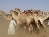 إزاى تشترى أضحية من الجمال؟ .. اعرف الإجابة من تجار دراو بأسوان