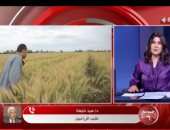 نقيب الزراعيين: زراعة 3.2 مليون فدان قمح بتقاوى جيدة عززت من الإنتاجية