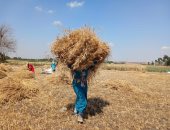كيف نحول مخلفات القمح إلى كنوز اقتصادية وبيئية؟