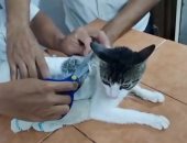 القبض على قطة بتهمة تهريب مخدرات إلى سجن بكوستاريكا.. اعرف التفاصيل