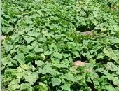 الحكومة تستهدف رفع الاكتفاء الذاتى من المحاصيل الزراعية لـ80% عام 25/26