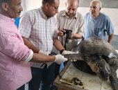 احتفالا بيوم التنوع البيولوجى.. إطلاق سراح السلحفاة اليونانية ببورسعيد..صور