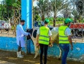 ذبح 30 عجل بلدى خلال أيام التشريق فى 3 مجازر بمحافظة أسوان