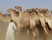 انتعاشة فى سوق الجمال بمدينة دراو بأسوان قبل عيد الأضحى