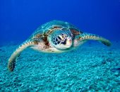 اليوم العالمى للسلاحف.. ما أبرز الخرافات المرتبطة بالسلحفاة؟