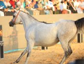 محافظ كفرالشيخ يكرم الفائزين فى ختام مهرجان الخيول العربية الأصيلة