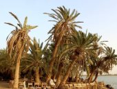 النخلة في الحضارات القديمة.. بين القداسة والتجارة