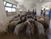 زراعة البحر الأحمر توفر خراف الأضاحى.. تعرف على سعر الكيلو