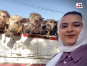 أخطر 10 أيام فى سوق المواشي.. جرب تتحدى ملوك الفصال.. فيديو