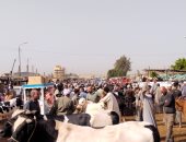 زحام كبير في سوق المواشي ببنها قبل أيام من عيد الأضحى المبارك.. أحد القائمين على السوق: زيادة المعروض أجبر أسعار القائم على التراجع وتنظيم سوق استثنائية.. وتاجر يوضح مواصفات الأضحية السليمة.. فيديو وصور