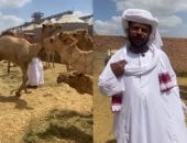 قبل ما تشترى.. اعرف كل حاجة عن الجمل من داخل أكبر وأقدم أسواقه (فيديو)