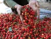 حدائق كشمير الهندية تحتفل بموسم حصاد الكرز