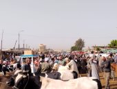 إقبال كبير في سوق المواشي ببنها قبل أيام من عيد الأضحى المبارك