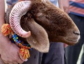 4 طرق تعليم الطفل معنى الأضحية وقيمة العطاء.. تشجيع الطفل أبرزها