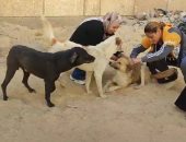 الطب البيطري بالإسماعيلية يتابع حملاته المكثفة لتحصين كلاب الشارع ضد مرض السعار