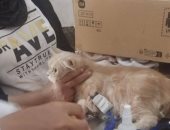 علاج 69 حالة من الحيوانات الأليفة بالمستشفى البيطري بالإسماعيلية