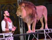 "ملك الغابة تحت الأضواء".. كواليس حياة الأسود فى السيرك من التدريب إلى العروض.. يتناول من 15 لـ20 كيلو لحوم يوميا.. من 150 إلى 200 كيلو الوزن المثالى للحركات الاستعراضية.. والعناية الطبية تُزيد من عمر الأسد