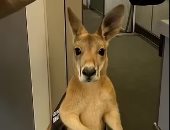 ما حقيقة فيديو الكنغر المسافر في الطائرة؟.. صور وفيديو