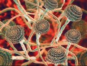 خبراء: فطر كانديدا أوريس القاتل يهدد البشرية ويقاوم المضادات الحيوية