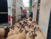 عيد بلا أضحية فى المغرب.. حملات على المنازل لضبط المواشى لمنع ذبحها بالعيد