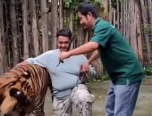 نمر ضخم ينقض على سائح حاول التقاط سيلفى معه فى تايلاند.. فيديو