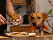 5 أطعمة خطر تقدمها لحيواناتك الأليفة.. بلاش لحمة نية ولا حلويات